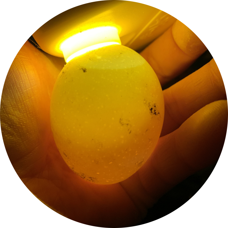 Detecteren Zending niets Het schouwen van de eieren | Hoe controleer je de bevruchting in een ei? |  Blogs | Another Chick Day