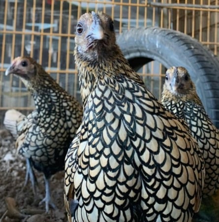 Belastingen Onderbreking kwaadaardig Zelf kuikens uitbroeden | Broedeieren | Another Chick Day