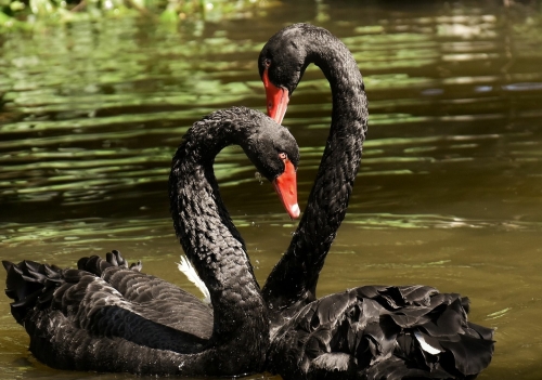 Een liefdevol hart