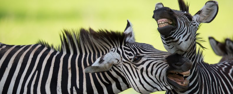 Relatie problemen; Wat kun je doen als je lief op al je knopjes drukt...?