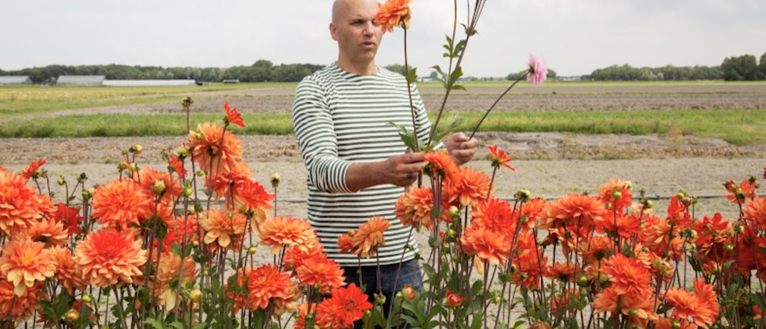 De Energetische Werking van Bloemen