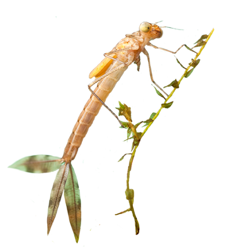 Hoe komen die plaagdieren toch steeds terug in mijn aquarium?