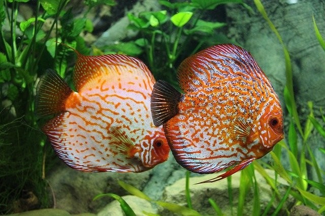 Aquarium met filter en Discus vissen