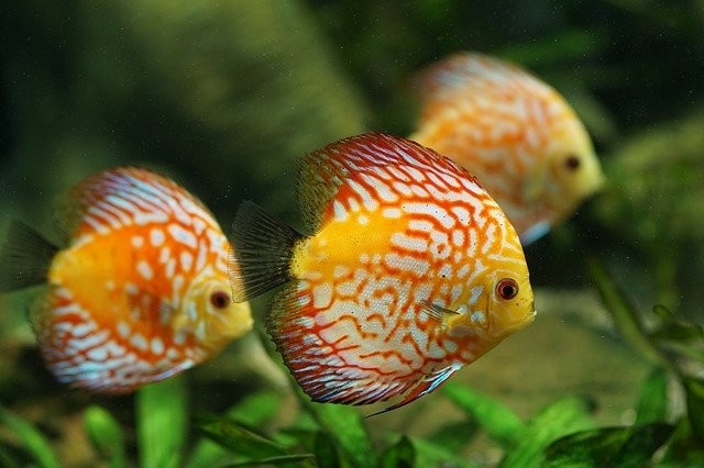 Discus vissen in gezelschap aquarium