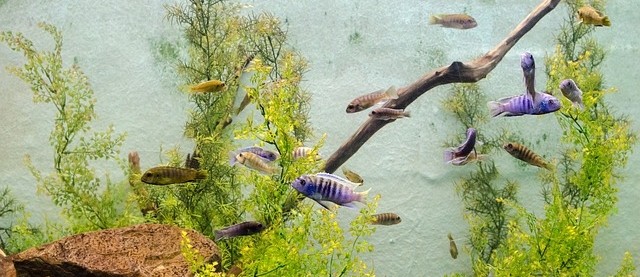 Gezelschap aquarium