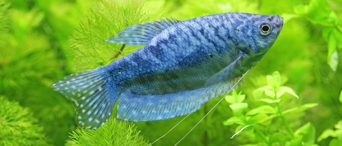 marmer gourami