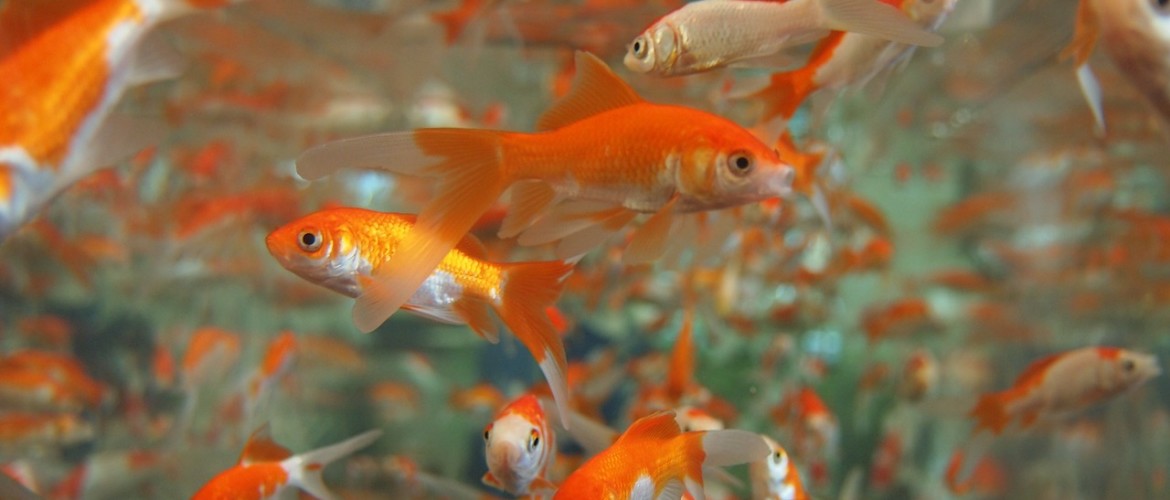 een schuldeiser lijst gouden Goudvissen in je aquarium, alles wat je wilt weten