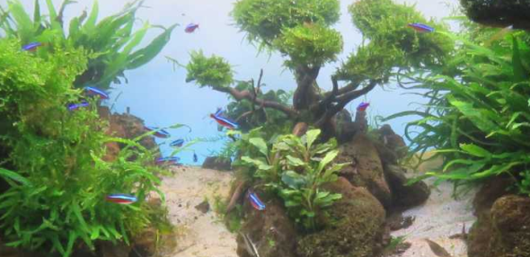 kardinaal tetra's