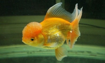 Verschillende soorten goudvissen