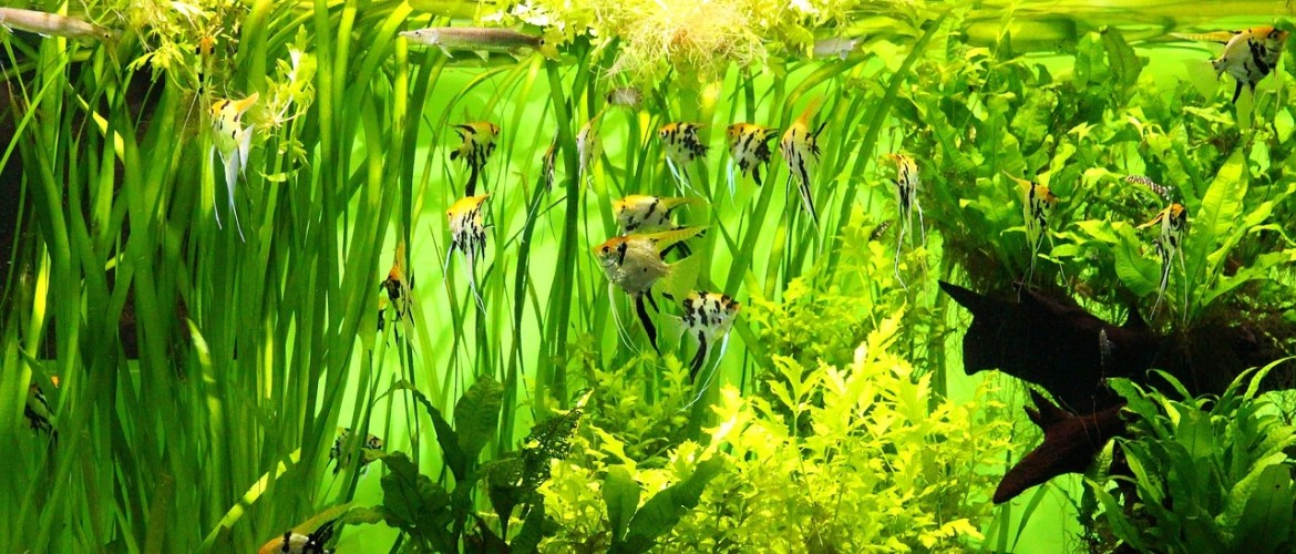 Voedingsstoffen in je aquarium, hoe belangrijk zijn die eigenlijk?