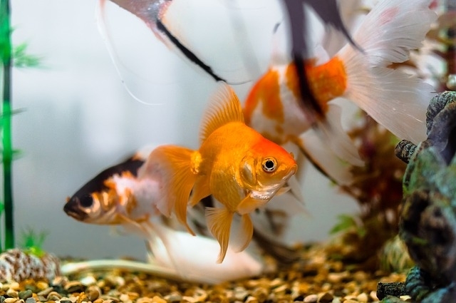 Aquarium voor goudvissen