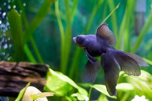 Bacteriën houden aquarium gezond