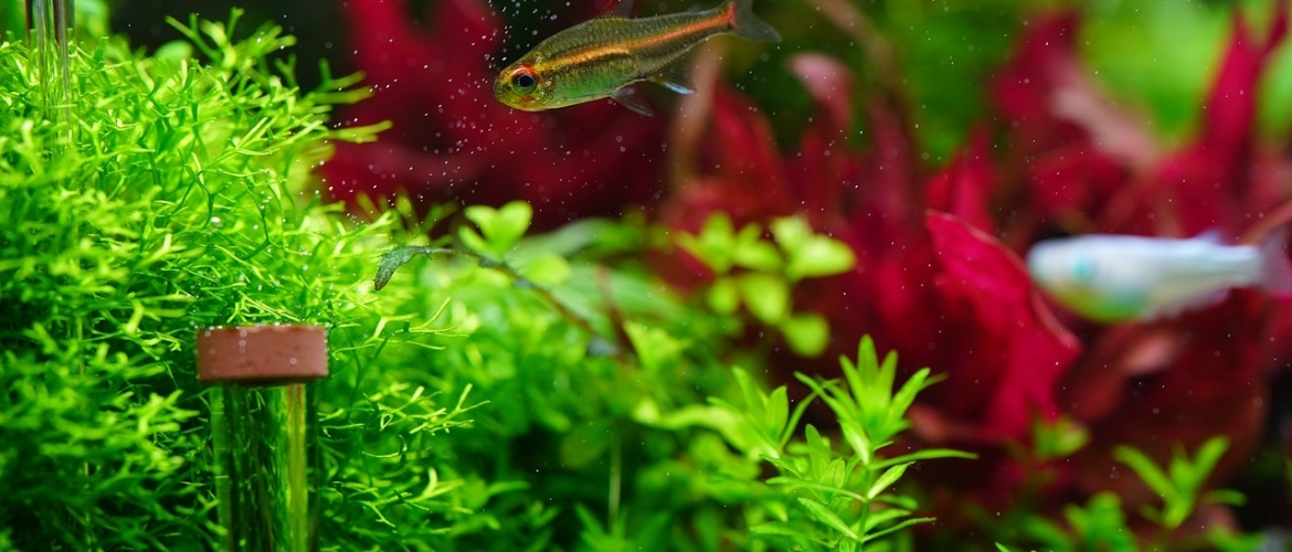 drempel Allergie Gronden Waarom willen mijn aquariumplanten niet groeien?