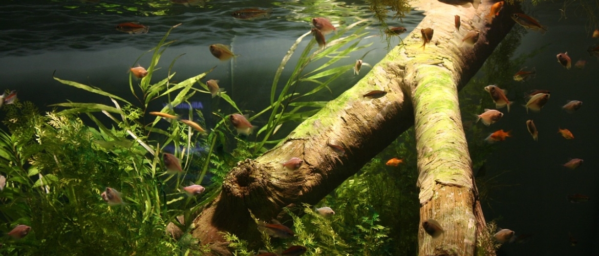 Welke soorten hout zijn geschikt voor het aquarium?