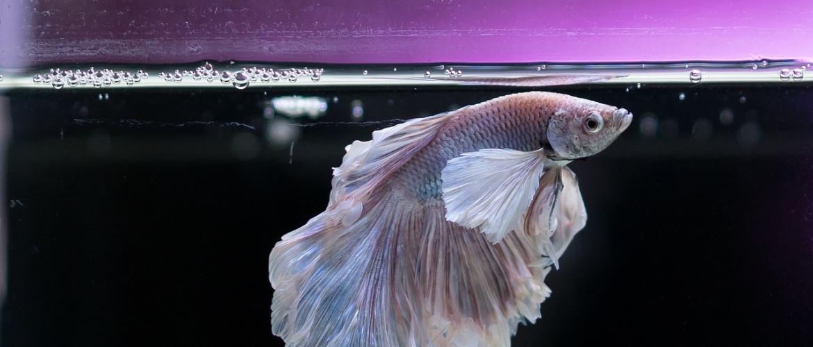 Hoeveel licht heb je nodig in je aquarium?