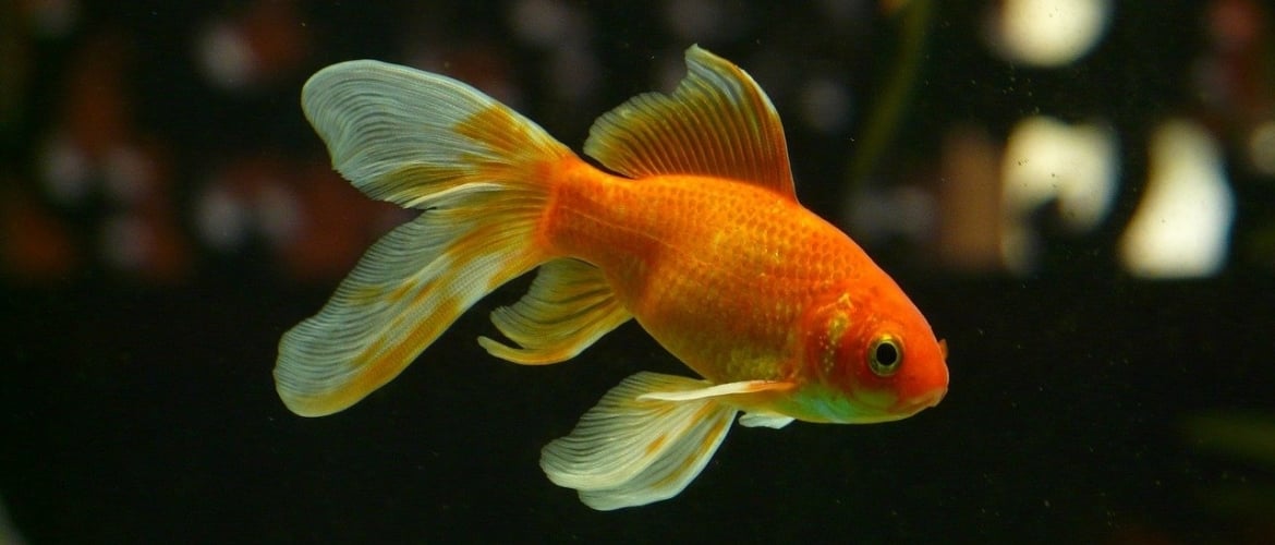 Misverstand Slink lied 5 meest gemaakte fouten met goudvissen