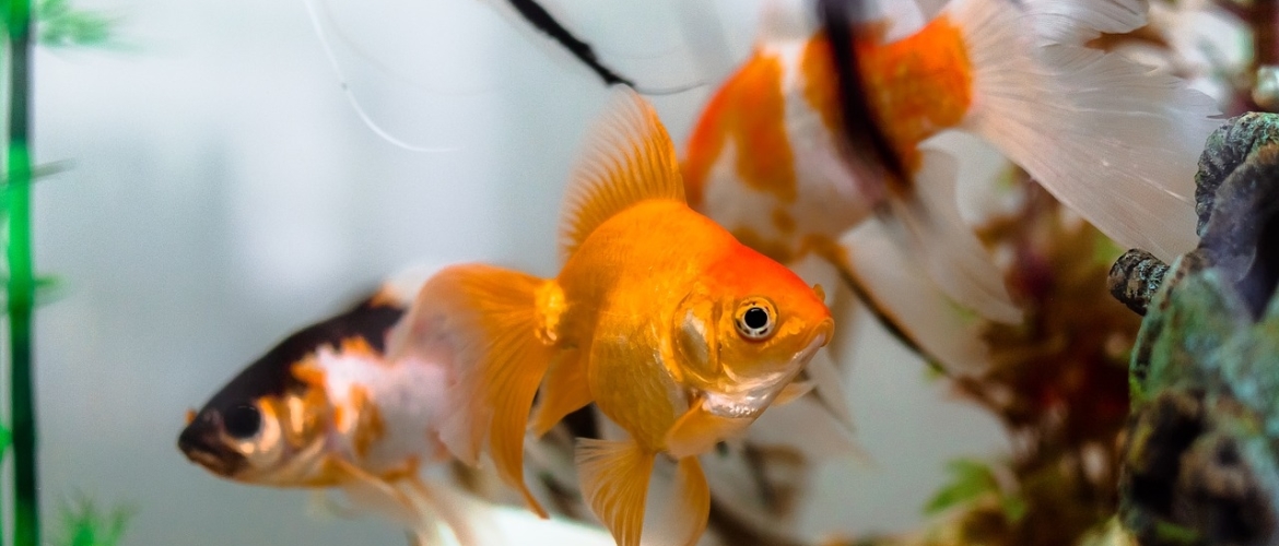 Verschillende soorten goudvissen en hoe je ze kunt herkennen