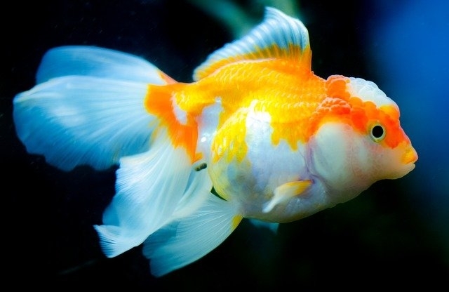 Vissen toevoegen aquarium