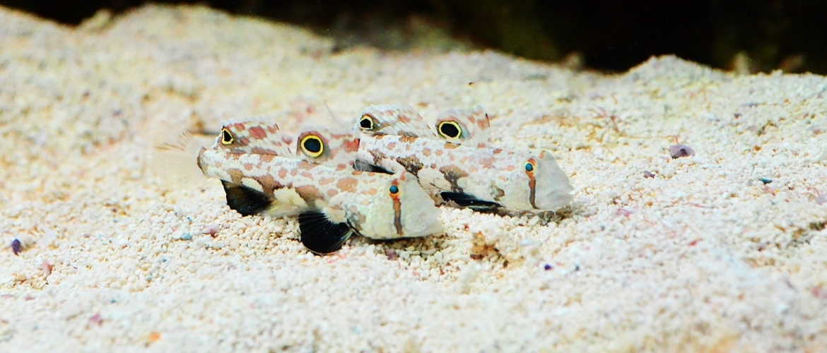 Welke vissen leven in de onderste waterlaag van het aquarium?