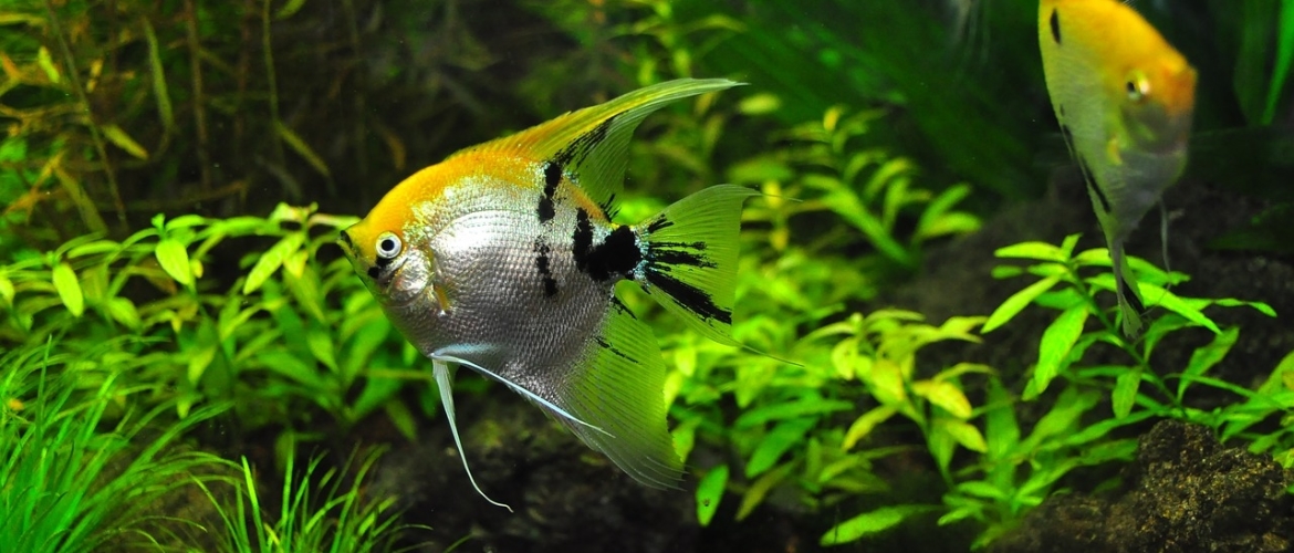 Wanneer kun je vissen toevoegen aan je aquarium?