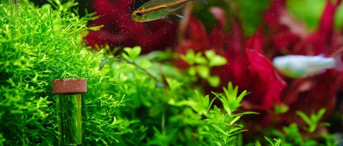 drempel Allergie Gronden Waarom willen mijn aquariumplanten niet groeien?