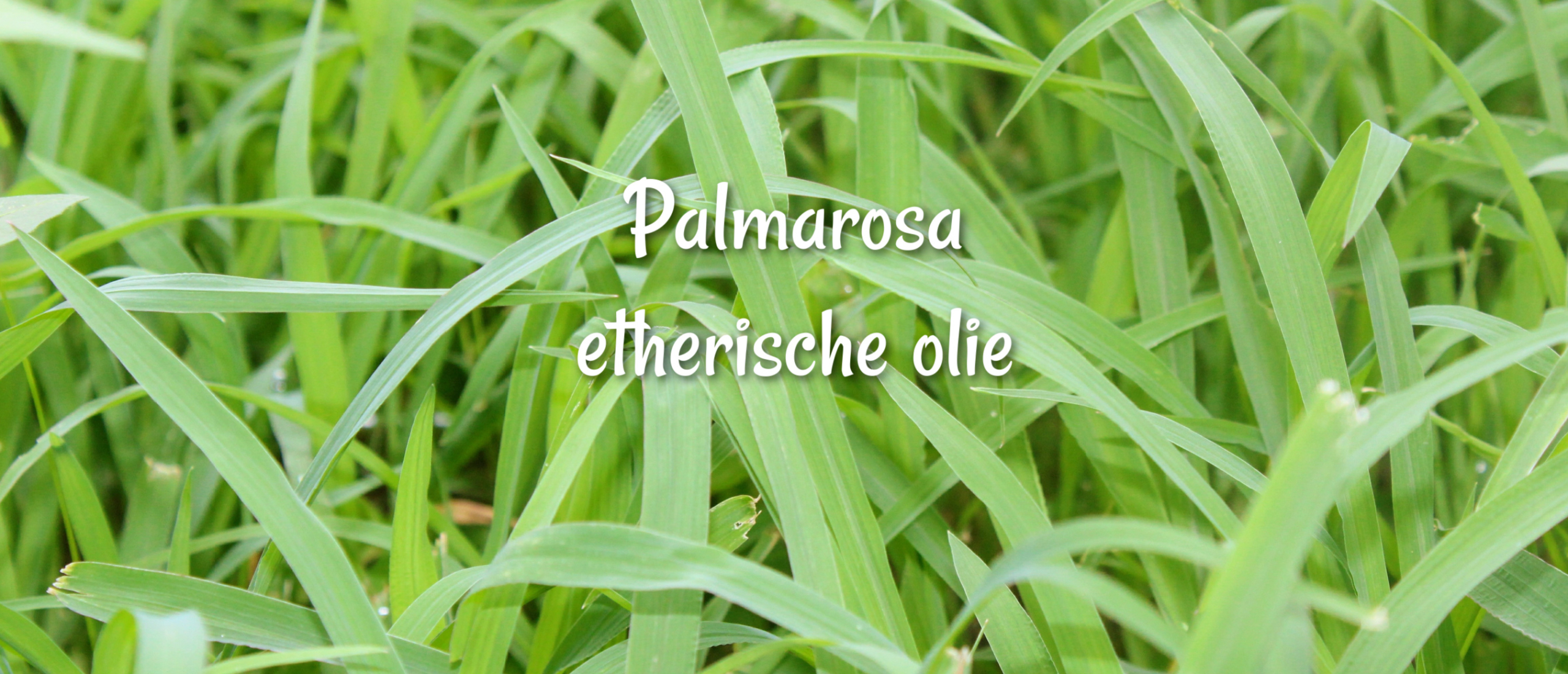 palmarosa etherische olie