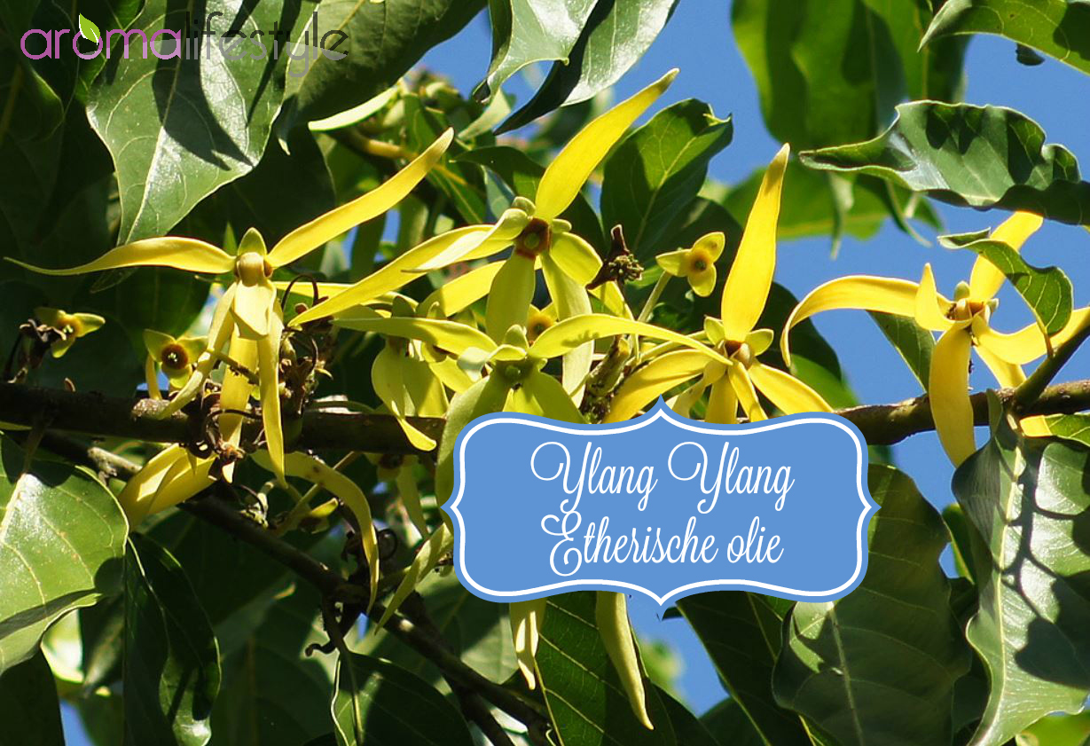 Ylang ylang etherische olie