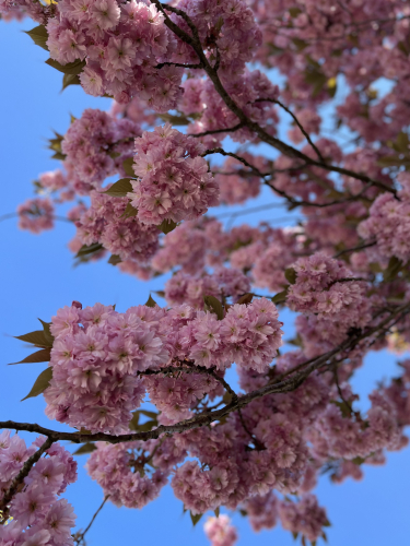 Persoonlijke ontwikkeling, energetisch therapeut, yoga Unalome Geluk