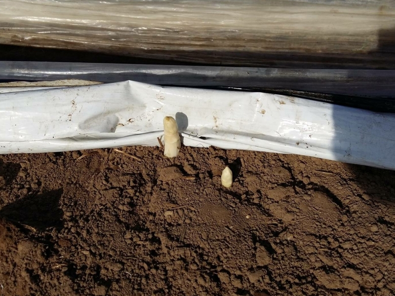 Eerste asperges van de koude grond