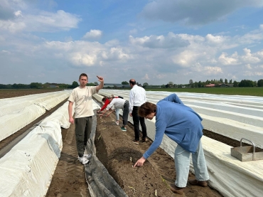 Steken van asperges