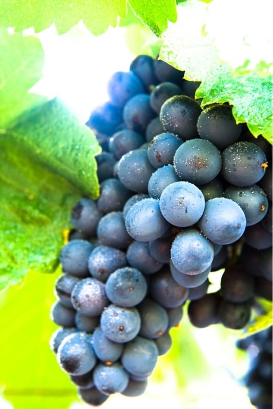 Audacia Natuurlijke wijnen druiven