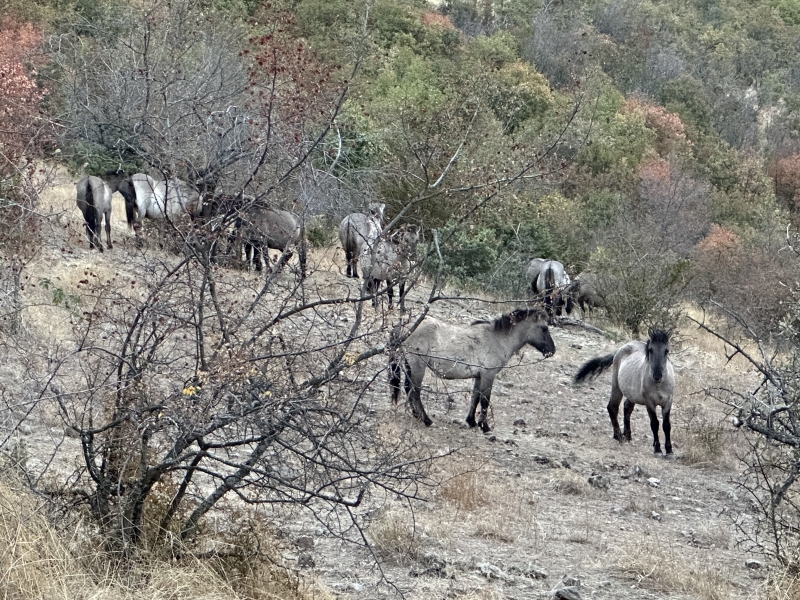 Rewilding Rodopi