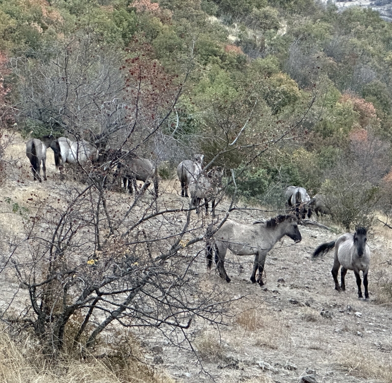 Rewilding Rodopi