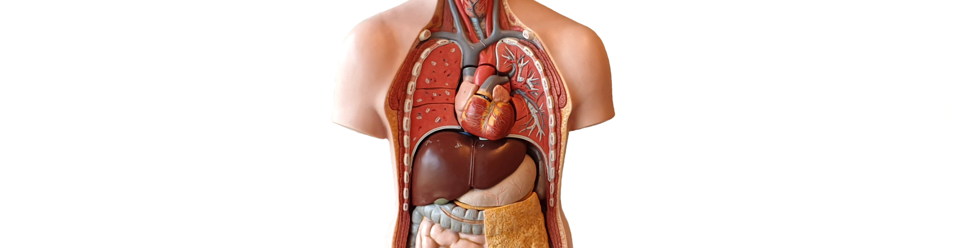 Cursus over het menselijk lichaam: Anatomie & Fysiologie