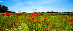 Ontdek het oorlogsverleden met Roger van Ypres Battlefield Tours