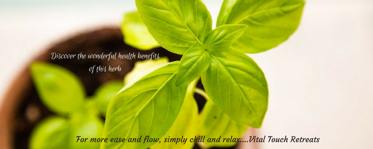 Discover what basil can do for your overall health and wellbeing