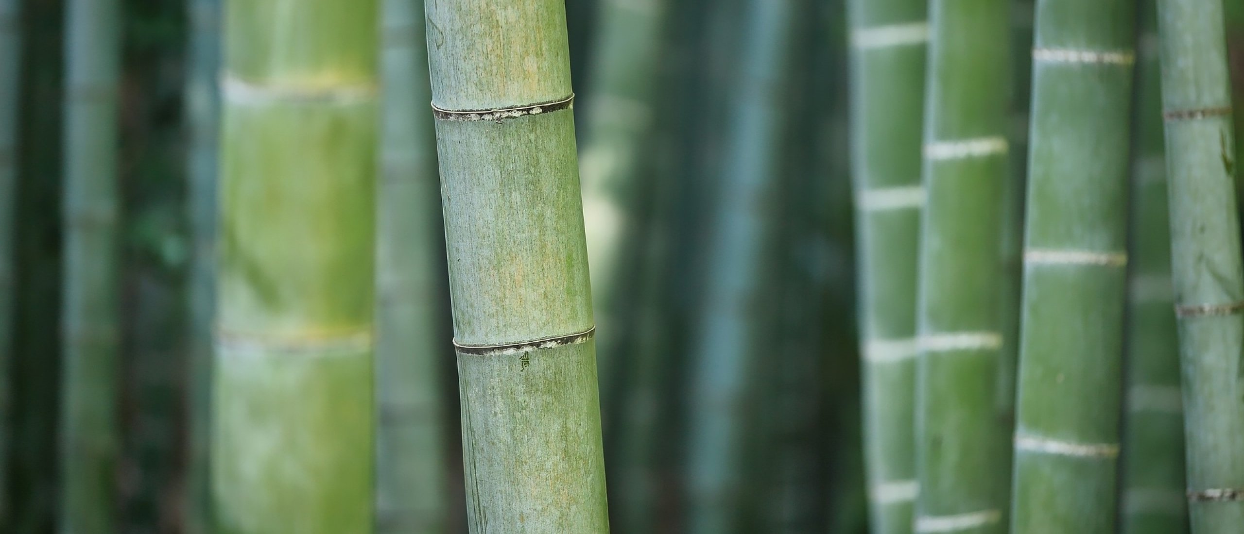 Sustainability at Bamboo Brands