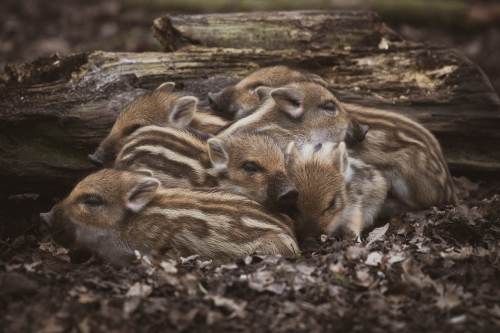 wilde-dieren-veluwe