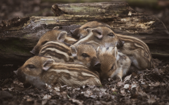 wilde-dieren-veluwe