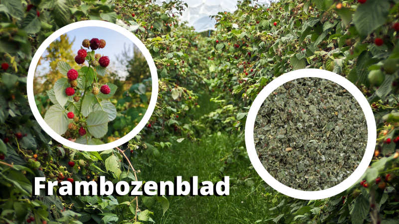 Frombozenblad oftewel Rubus Idaeus L.