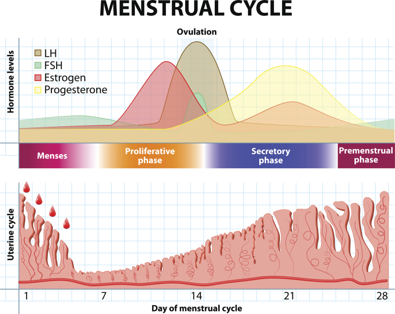 menstruatie cyclus hormonen FSH LH Oestrogeen progesteron