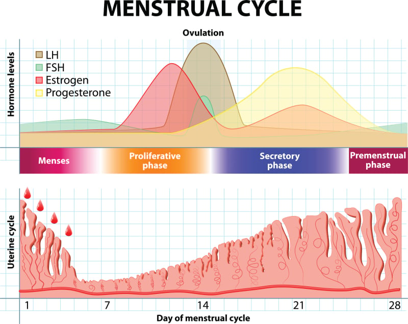 menstruatie cyclus hormonen progesteron