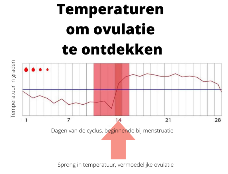 Temperaturen om ovulatie te berekenen