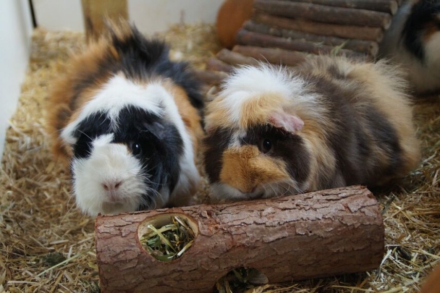 Wanneer is een cavia te dik? En mag een cavia op dieet?