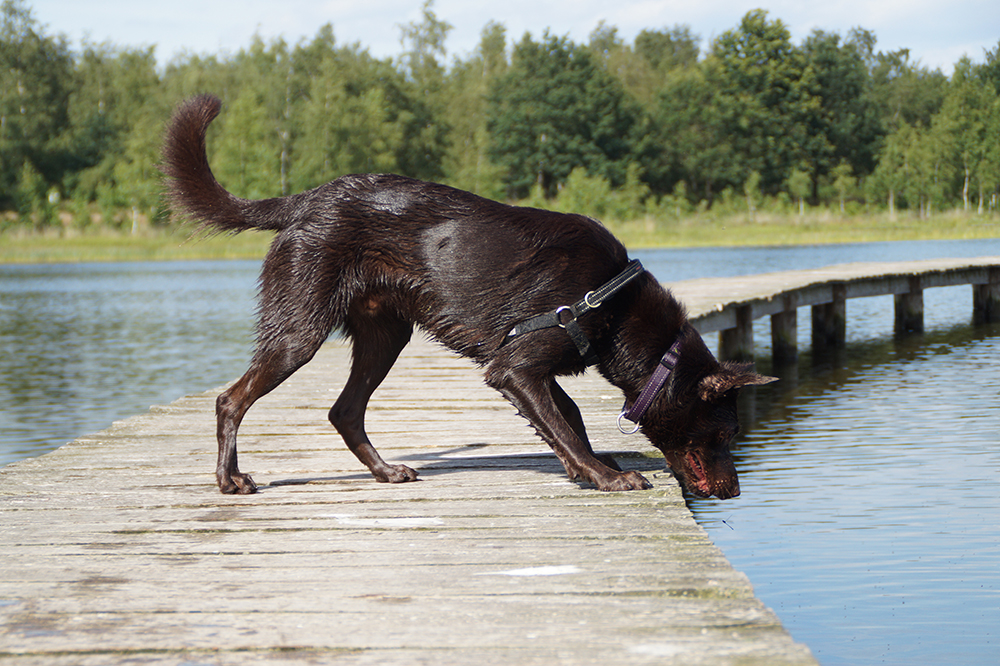 hond op vlonder bij water