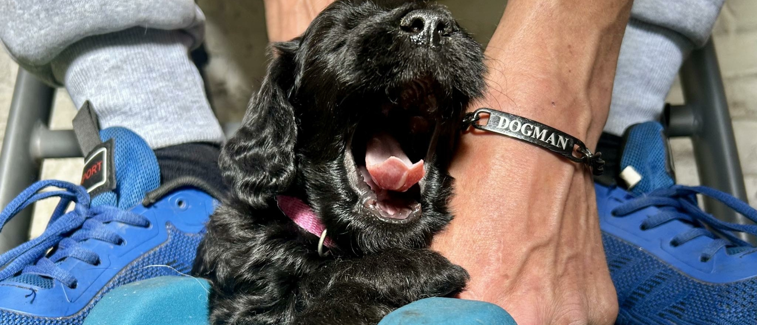 Dog tails: welkom Cheetah!