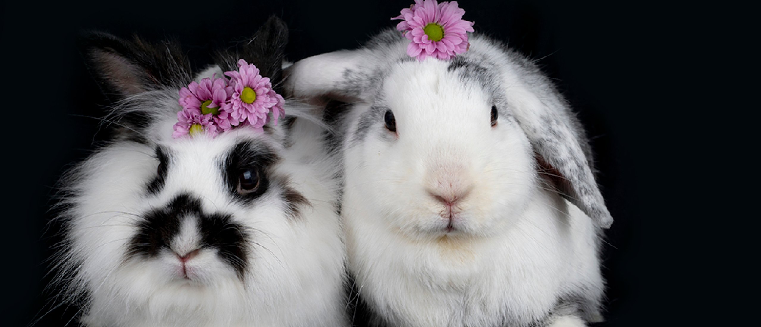 4 onmisbare zaken voor een gelukkig konijnenleven