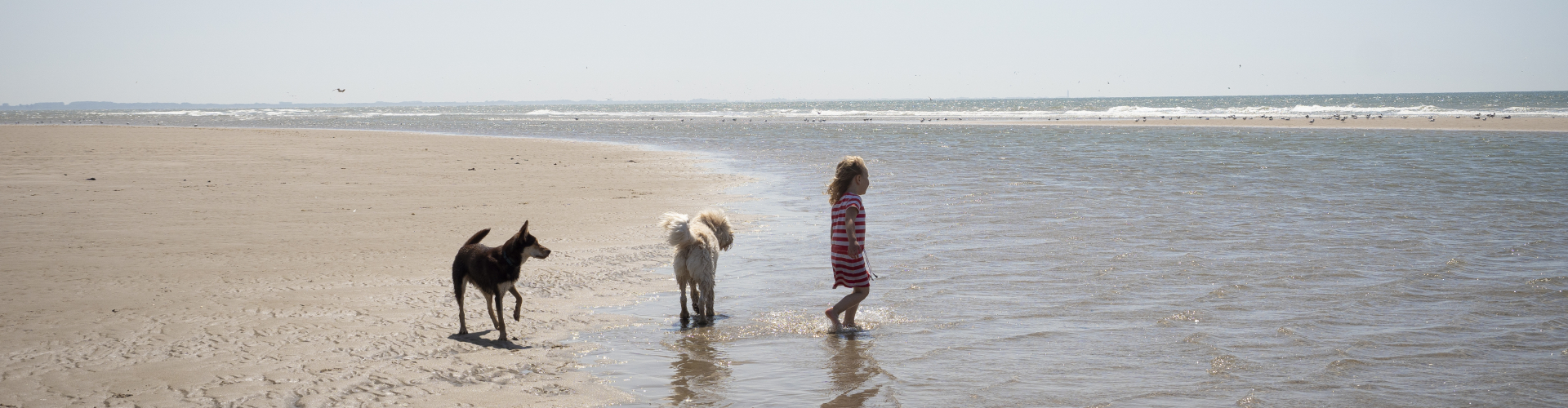 Elyn op strand met hondjes