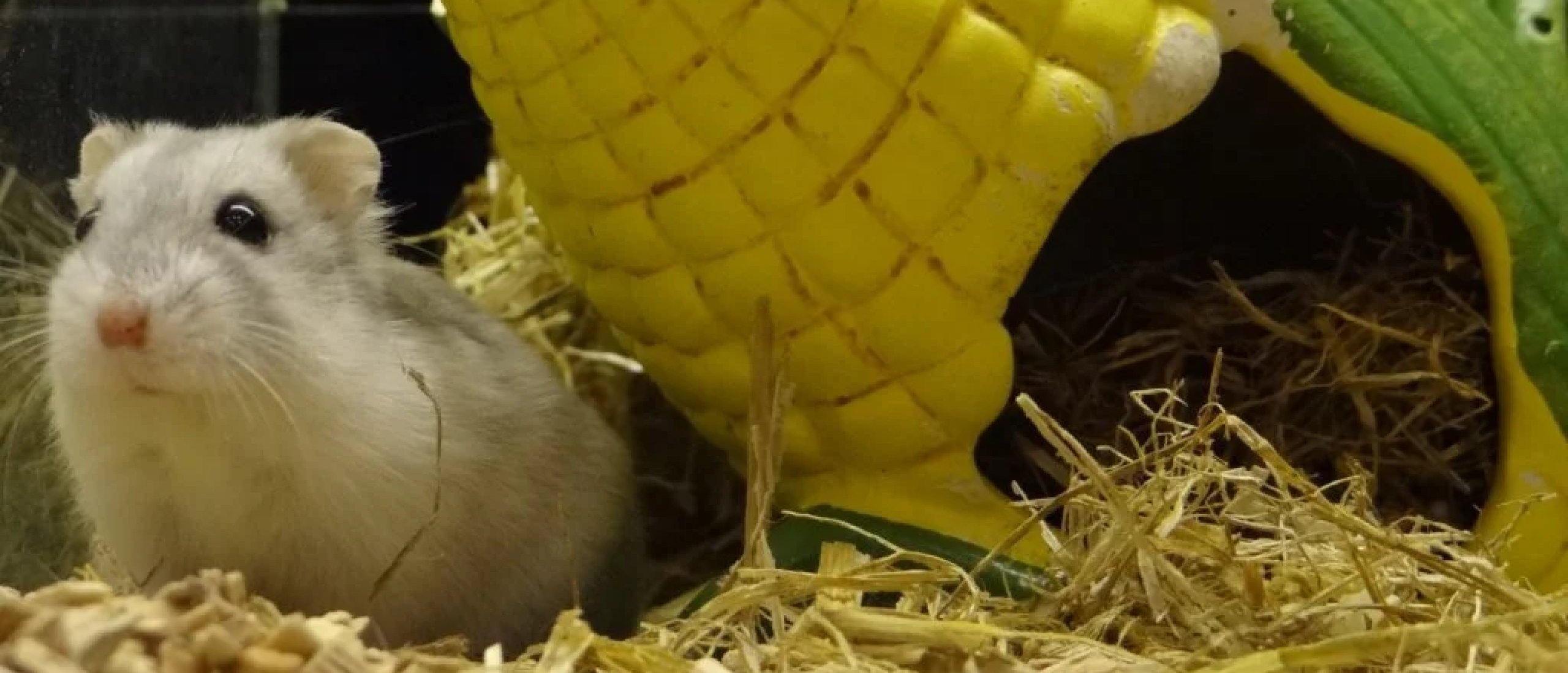 5 feitjes over hamsters