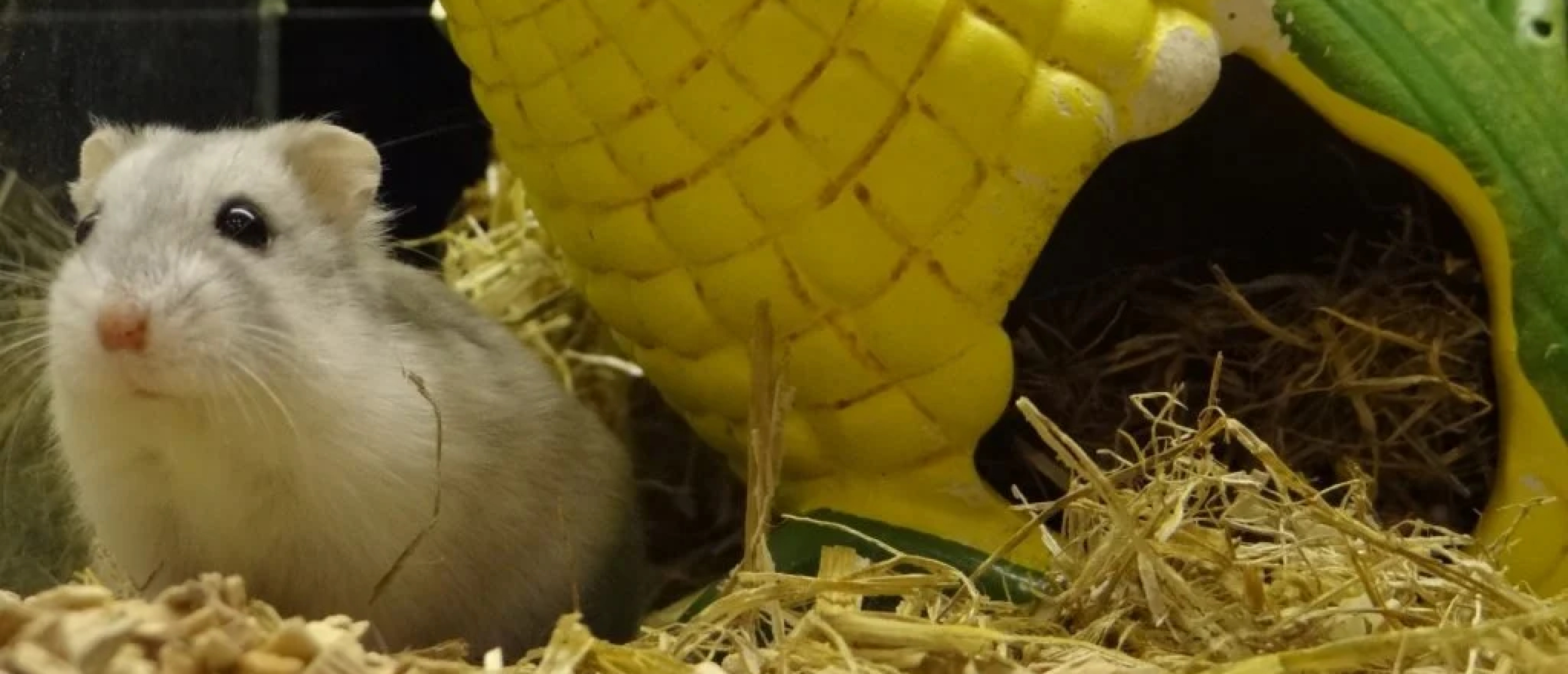 Waarom hebben hamsters een loopwiel nodig?